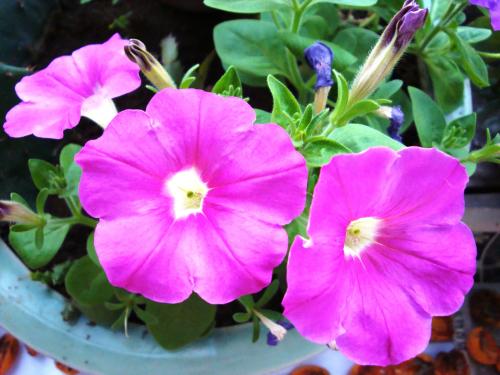 最適合花箱種植的花，不僅好看，養(yǎng)護(hù)也很方便！